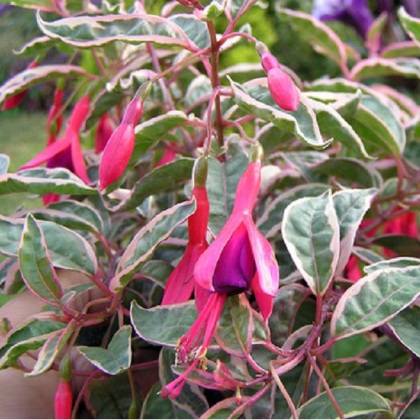 Fuchsia Magellanica Tricolor- зимоустойчива обичка с пъстроцветни листа (1469)